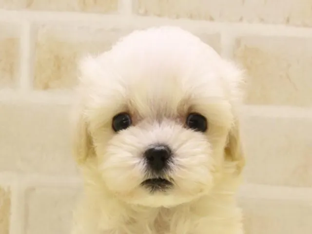 熊本県のハーフ犬・ミックス犬 (ペッツワン熊本宇土店/2025年5月12日生まれ/男の子/クリーム)の子犬